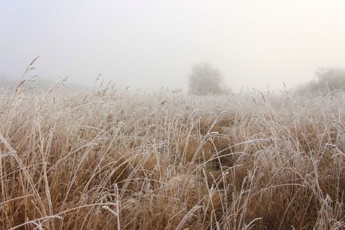 field wheat fog