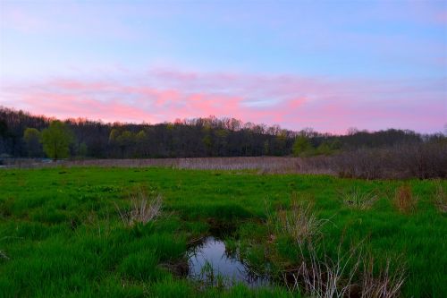 field sunset trees