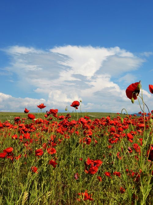 field flowers sky