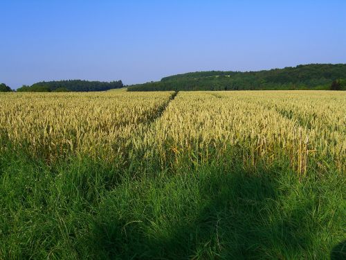 field landscape arable
