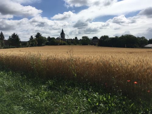 field wheat summer