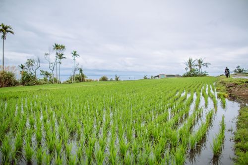 field in rice field seedlings