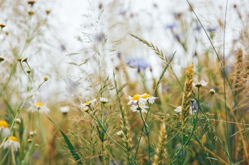 field nature remask