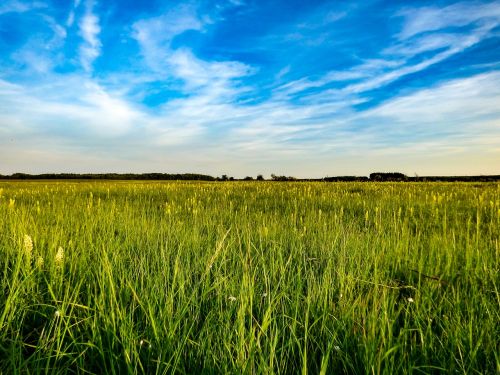 field meadow green meadow