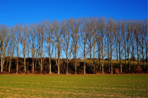 field trees sky