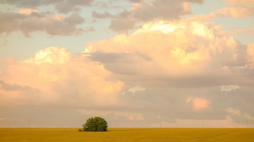 field bush cloud