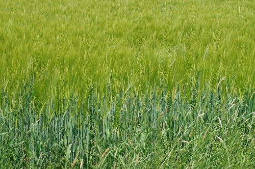 field green meadow