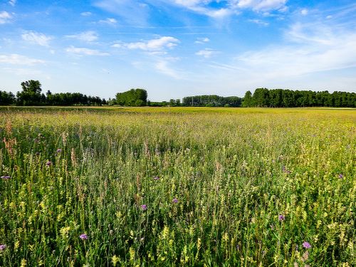 field meadow nature