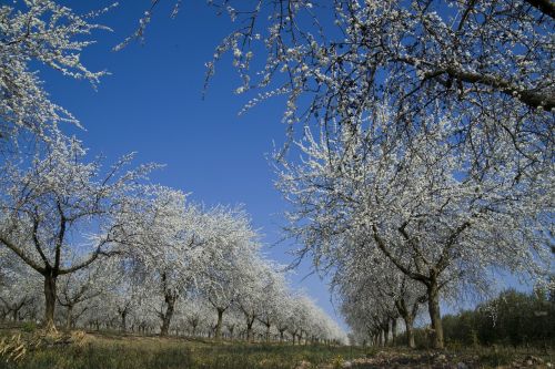 field trees nature