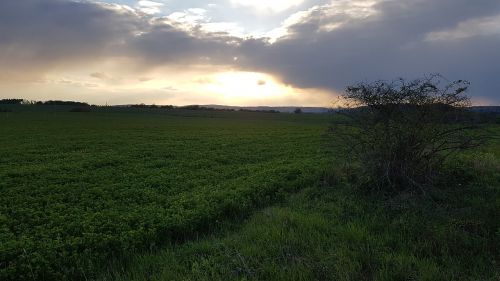 field meadow sun