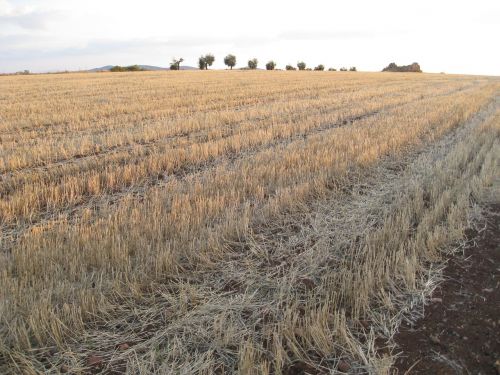 field wheat landscape