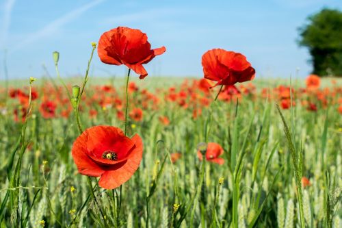 field poppy cornfield