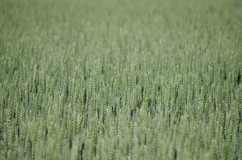 field the grain barley