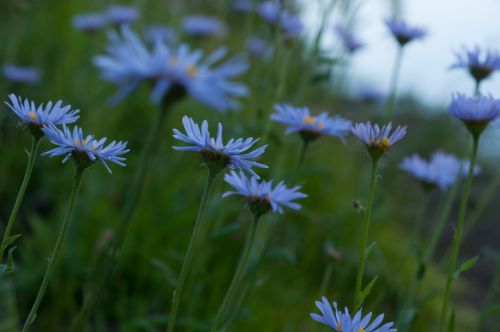 field flower purple