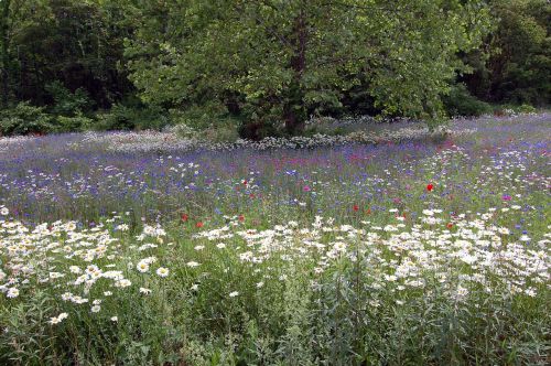 field of flowers