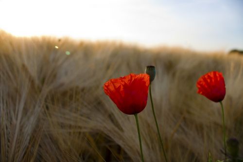 field klatschmohn color