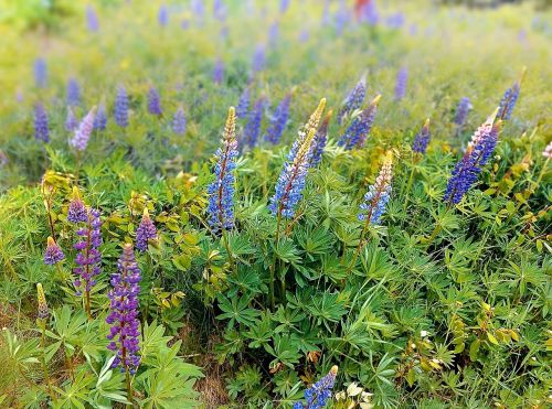 field meadow spring