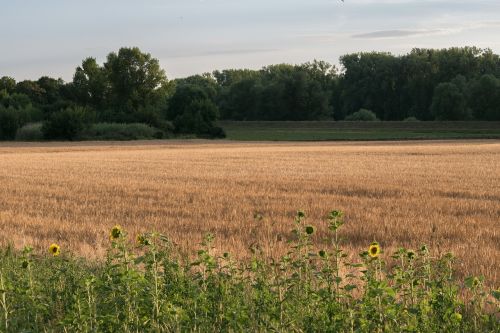 field wheat trees