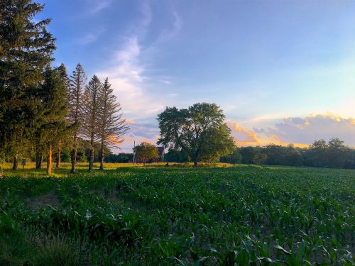 field farm sunset