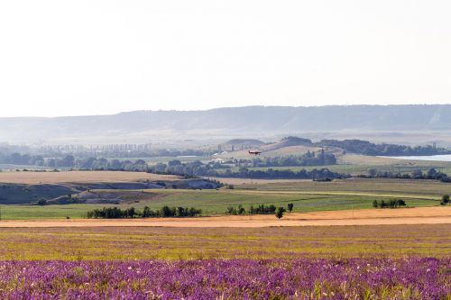 field lavender bloom