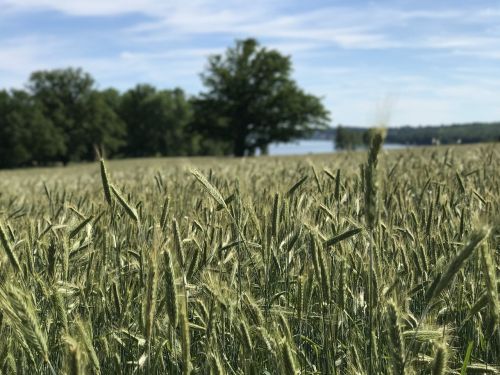 field green agriculture