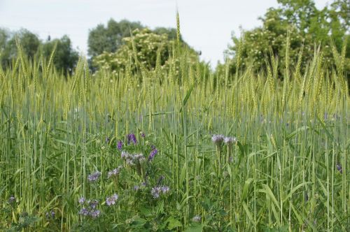 field cereals summer