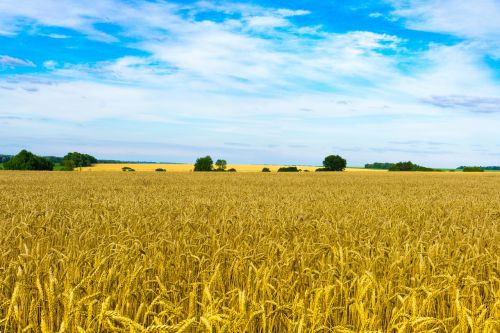 field wheat sky