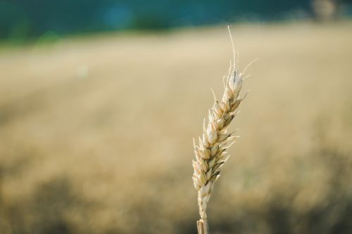 field sun summer