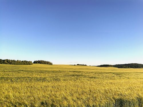 field summer meadow