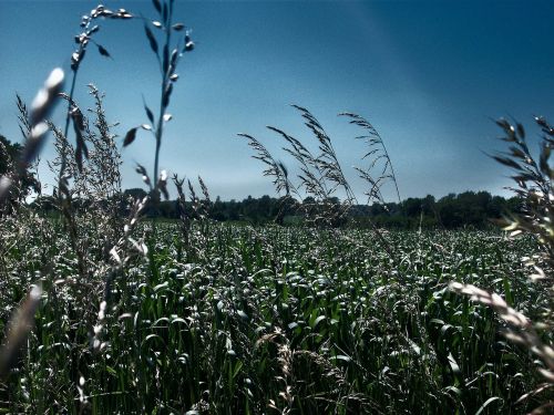 field summer sky