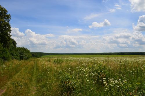 field forest road