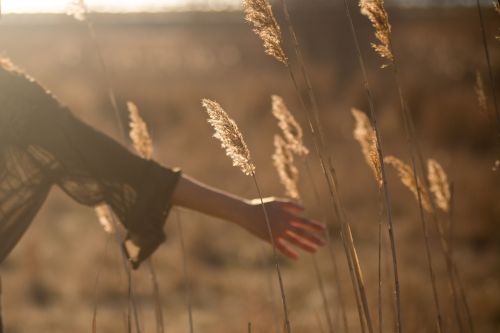 field grass yield