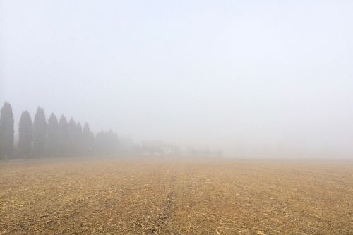 field trees plant