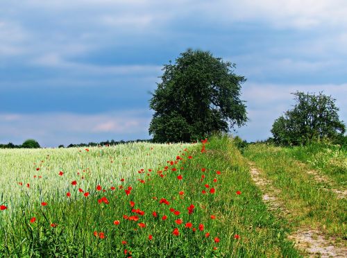 field poppies way