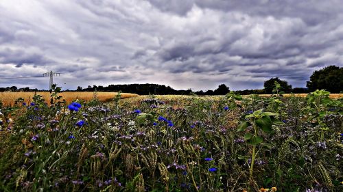 field poppies cornflowers