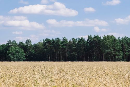 field plants nature