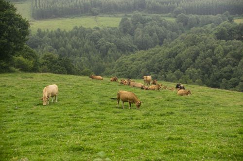 field cows livestock