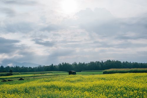 field green grass