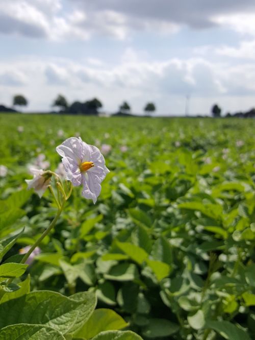 field potato blossom
