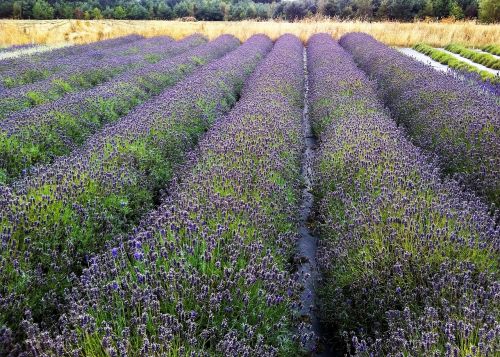 field lavender rows