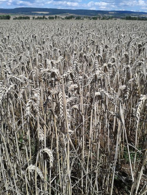 field wheat nutrition