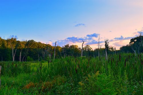 field sunset trees