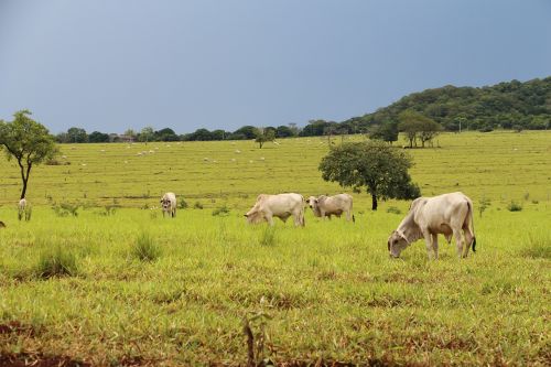 field agriculture agribusiness