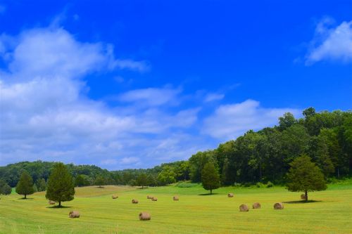 field hay bales trees