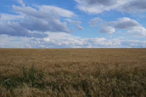 field landscape nature