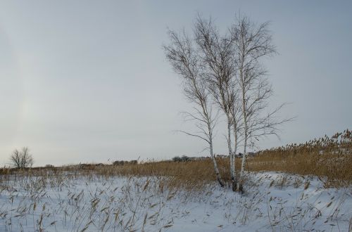 field winter wood
