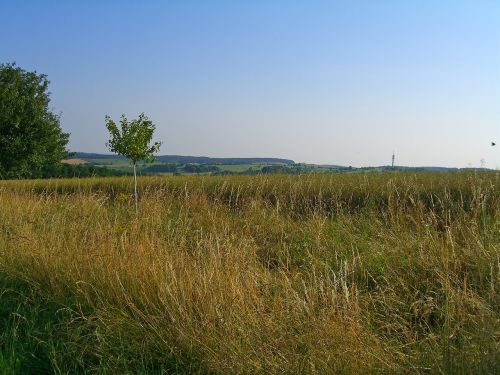 field morgenstimmung nature