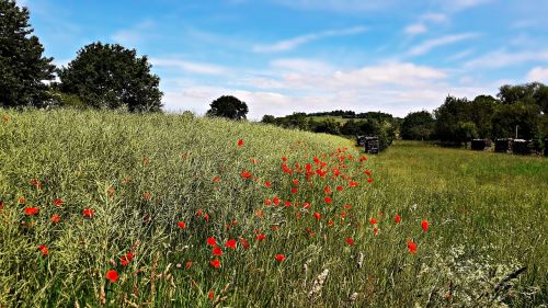 field poppies meadow