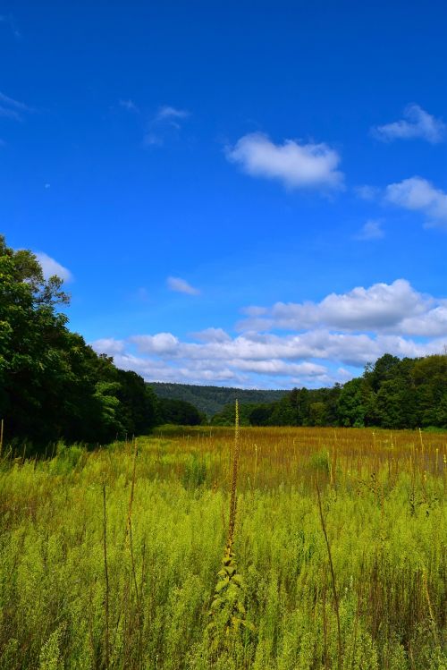 field nature landscape