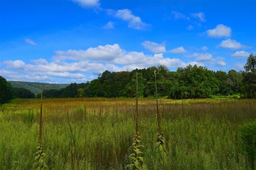 field nature landscape